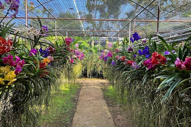 Doi Suthep Temple, Pha Lat Temple, Sticky Waterfall, Orchid farm - Sticky Waterfall, Chiang Mai’s climbable limestone attraction