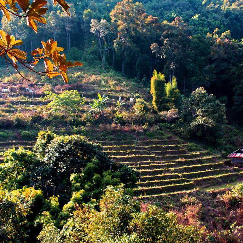 Eco-Friendly: Doi Inthanon & Pha Dok Siew Trekking Day Trip - What the two-hour Pha Dok Siew trek is really like