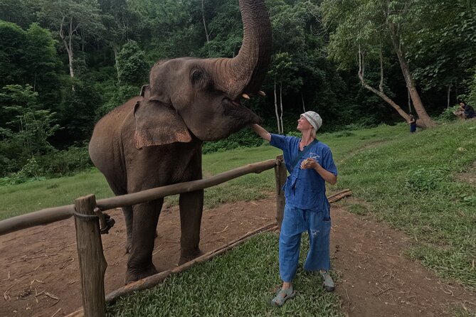 Elephant care program at CHIANGMAI ELEPHANT CARE - Why this elephant program feels different