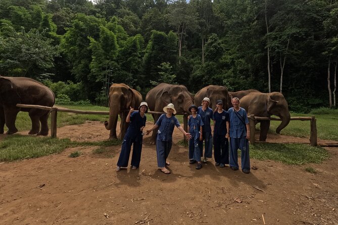 Elephant care program at CHIANGMAI ELEPHANT CARE - Feeding and watching the elephants move freely
