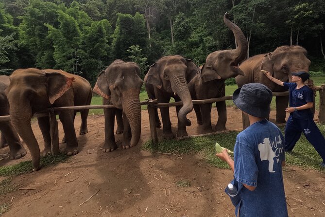 Elephant care program at CHIANGMAI ELEPHANT CARE - Water time, washing, and the need to confirm