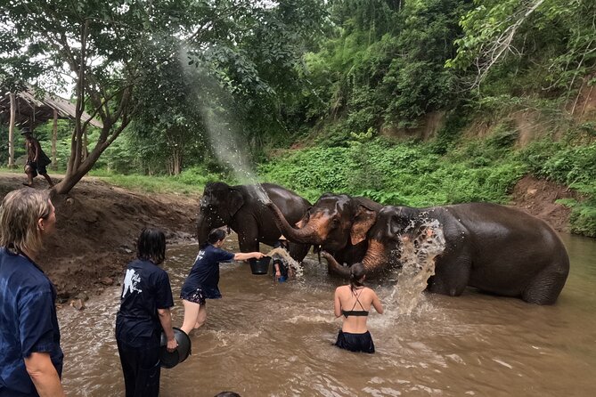 Elephant care program at CHIANGMAI ELEPHANT CARE - Lunch and the return to Chiang Mai