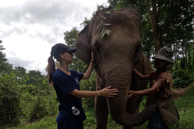 Elephant care program at CHIANGMAI ELEPHANT CARE - What the $52 price really covers