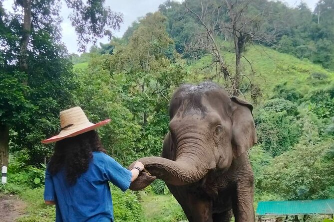 Elephant Experience and Hidden Jungle Waterfall Chiang Mai - Meeting three elephants at E-co Adventure Camp