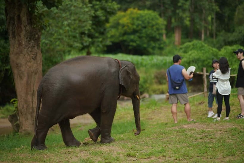 Elephant Habitat Park Feeding Entry & Rafting Van Transfer - What to pack for the wet parts of Mae Wang