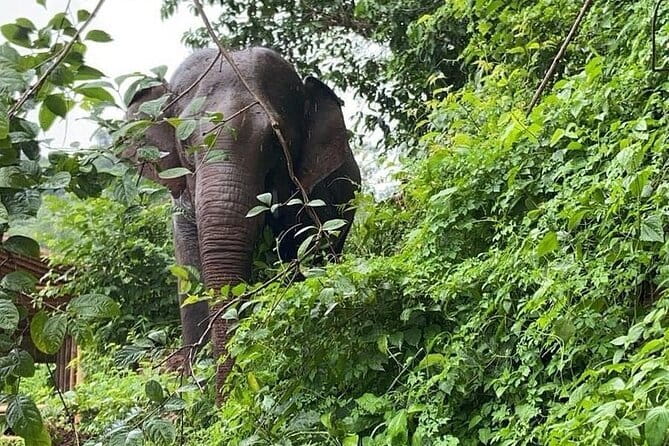 Elephant Sanctuary, Wat Ban Den & Sticky Waterfall - Key points to know before you book