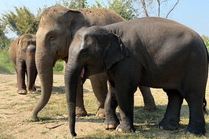 Elephant Sanctuary, Wat Ban Den & Sticky Waterfall - Why the elephant sanctuary is the heart of the day