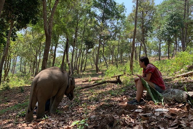 Elephant Sanctuary, Wat Ban Den & Sticky Waterfall - Is $58.66 good value for a nine-and-a-half-hour day?
