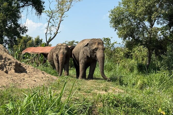 Elephant Sanctuary, Wat Ban Den & Sticky Waterfall - Wat Ban Den rewards an hour of looking up