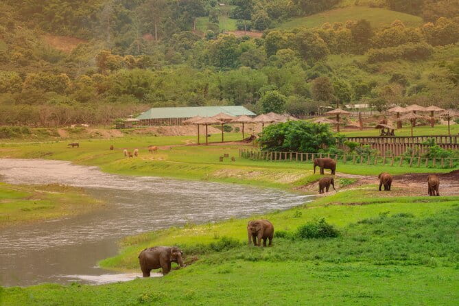 Elephant Sanctuary + Waterfall + Bamboo Rafting One Day Trip - Meeting elephants at Mae Wang Elephant Camp