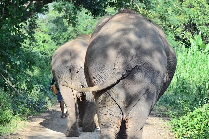 Experience Elephant Sanctuary + Sticky Waterfall - Two Chiang Mai day trips in one