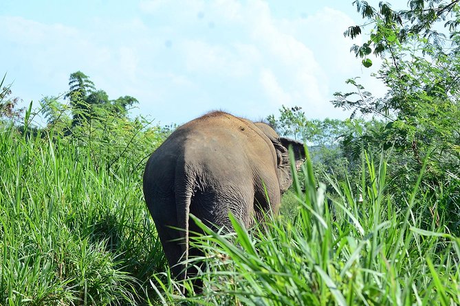 Experience Elephant Sanctuary + Sticky Waterfall - Preparing food for rescued elephants