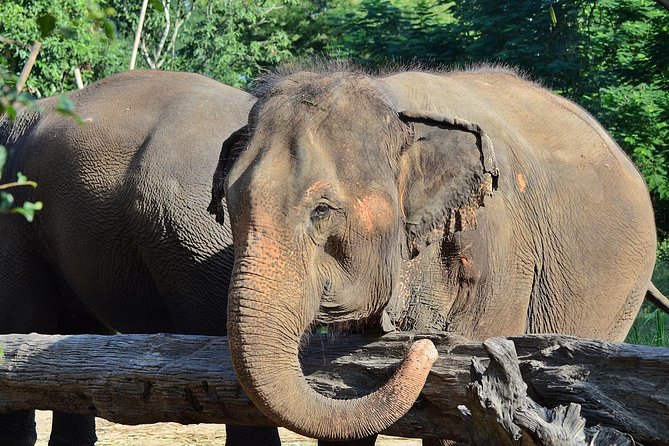 Experience Elephant Sanctuary + Sticky Waterfall - What to pack for the elephants and waterfall