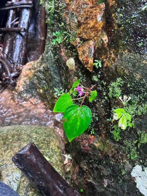From Chiang Mai: Doi Saket Hiking Tour with Lunch - Reaching the secluded waterfall