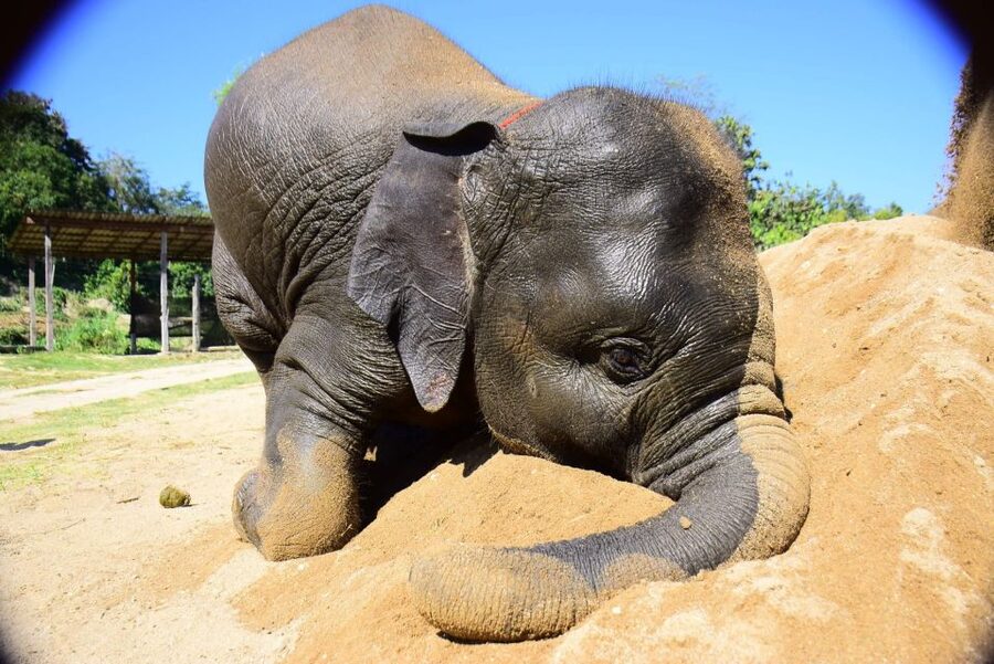 From Chiang Mai: Elephant Care Program and Nursery Tour - A Chiang Mai elephant experience built around care