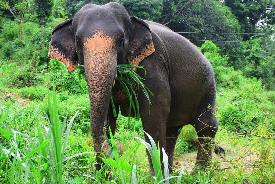 From Chiang Mai: Elephant Care Program and Nursery Tour - Changing clothes and meeting the care team