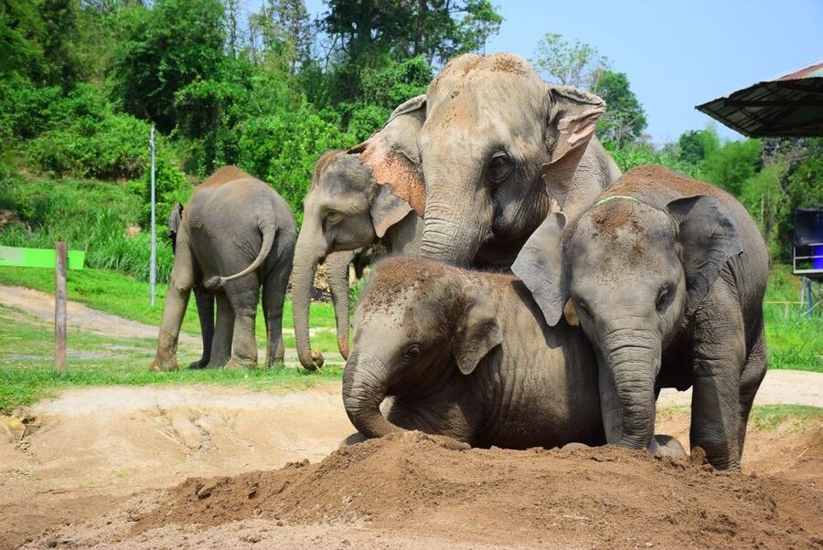 From Chiang Mai: Elephant Care Program and Nursery Tour - What makes this feel more ethical than a typical elephant show