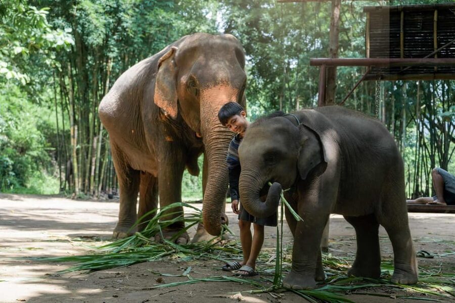 From Chiang Mai: Kerchor Eco Elephant Park Tour - Who will enjoy Kerchor most