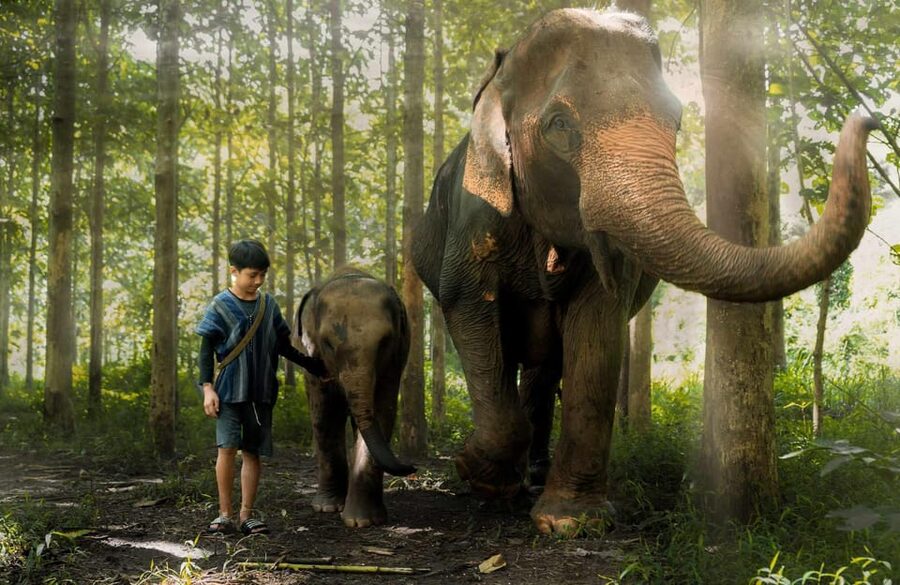 From Chiang Mai: Kerchor Eco Elephant Park Tour - The 90-minute road from Chiang Mai