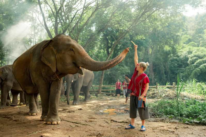 From Chiang Mai: Kerchor Eco Elephant Park Tour - Preparing snacks and meeting the elephants