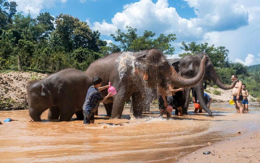 From Chiang Mai: Kerchor Eco Elephant Park Tour - Walking beside elephants in their own rhythm