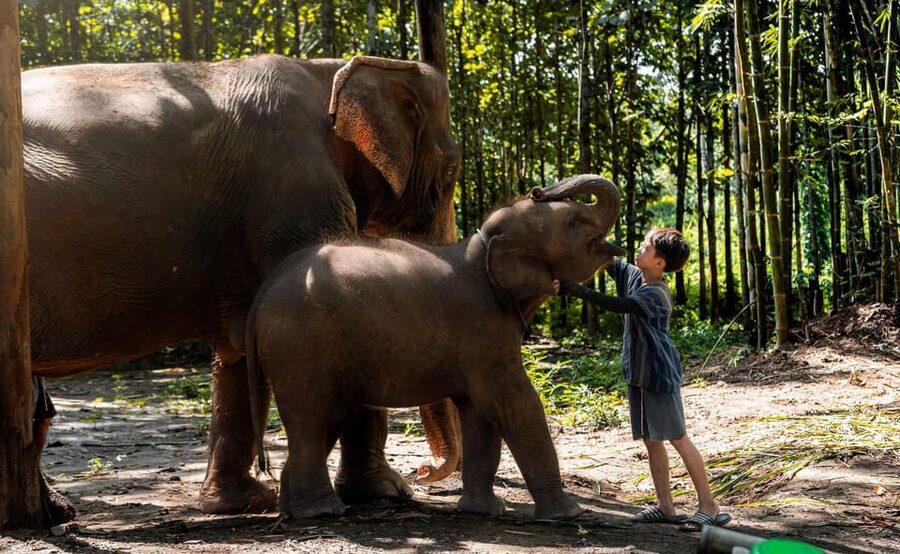 From Chiang Mai: Kerchor Eco Elephant Park Tour - Bathing an elephant in the stream