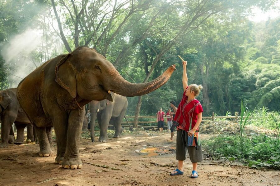 From Chiang Mai: Kerchor Eco Elephant Park Tour - Lunch, drinks, and a quiet pause