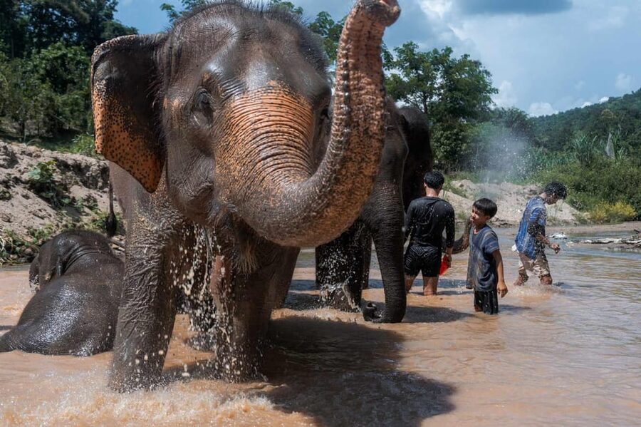 From Chiang Mai: Kerchor Eco Elephant Park Tour - What the $48 price really covers