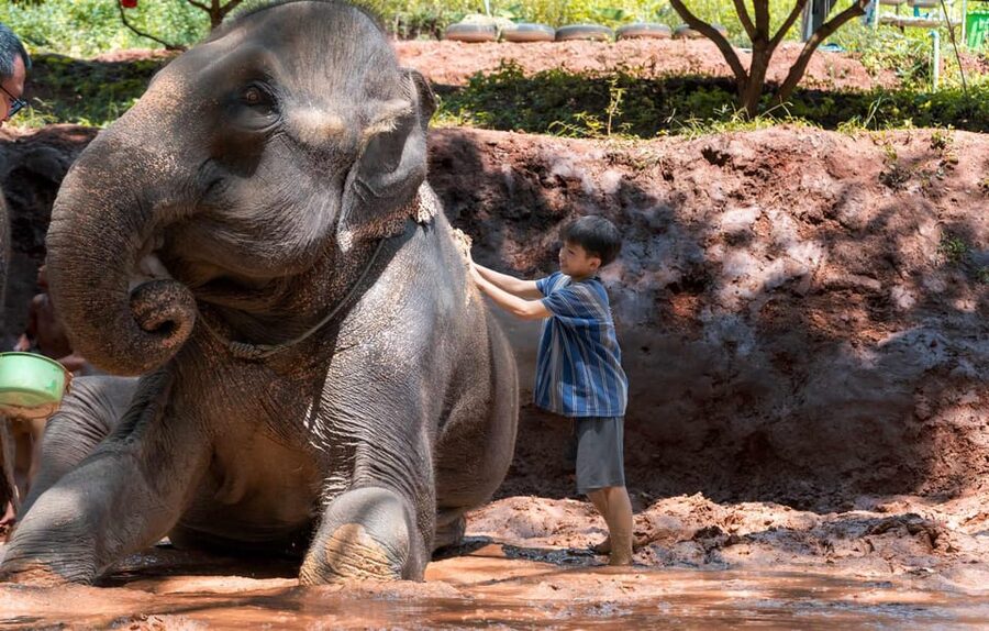 From Chiang Mai: Kerchor Eco Elephant Park Tour - Group size, comfort, and access