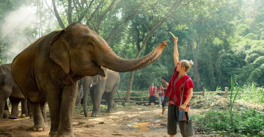 From Chiang Mai: Kerchor Eco Elephant Park Tour - Starting with elephant care, not elephant tricks