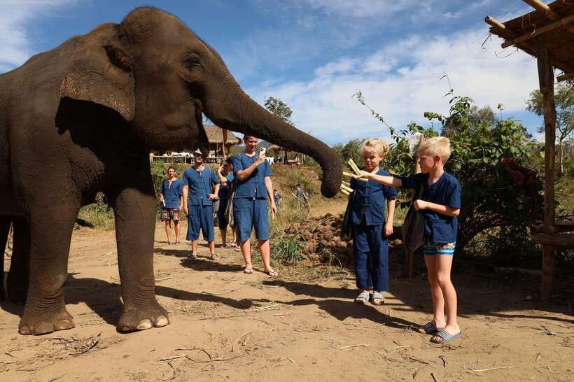 From Chiang Mai: Living Green Elephant Sanctuary Tour - Who should book this experience?