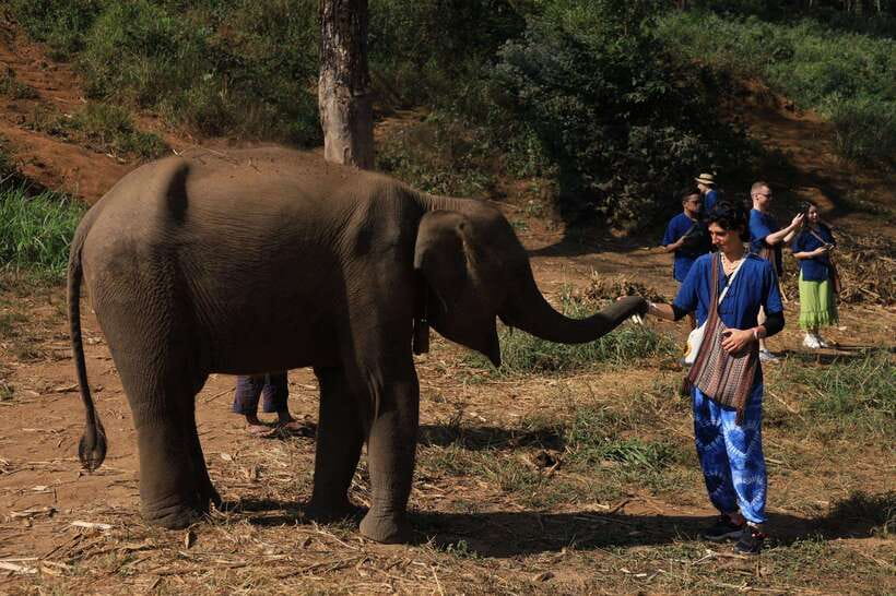 From Chiang Mai: Living Green Elephant Sanctuary Tour - The 1.5-hour drive from Chiang Mai