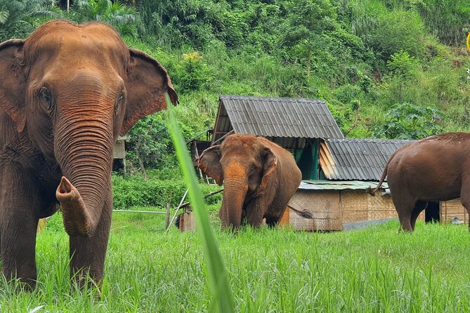 Full Day Experience at Ran-Tong Save & Rescue Elephant Centre - Key points to know before you book