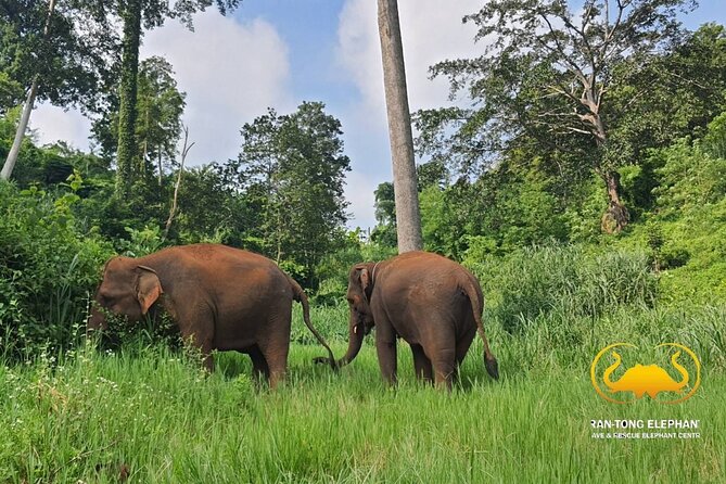 Full Day Experience at Ran-Tong Save & Rescue Elephant Centre - A full day built around elephant welfare