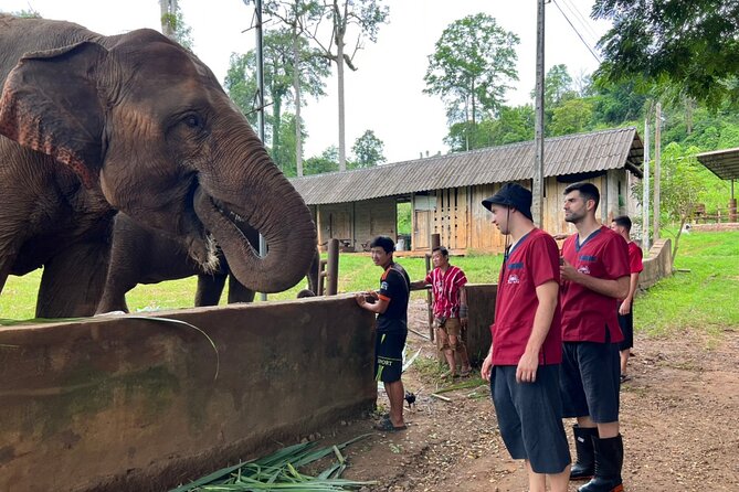 Full Day Experience at Ran-Tong Save & Rescue Elephant Centre - Making vitamins for pregnant, injured, and older elephants