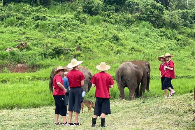 Full Day Experience at Ran-Tong Save & Rescue Elephant Centre - Walking beside elephants in their natural habitat