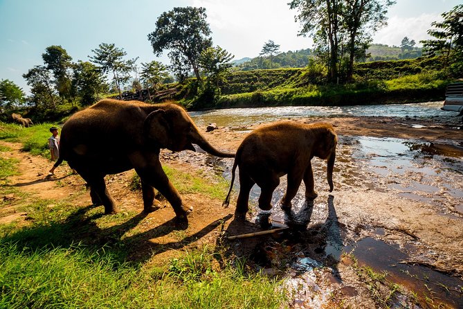 Full-Day Guided Tuk Tuk Chiang Mai Adventure and Rafting - Thai lunch and a change of pace