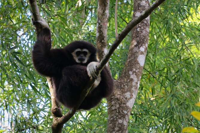 Full-Day Trekking and Sightseeing Tour in Mae Kampong - Into the forest with plants, streams, and old trees