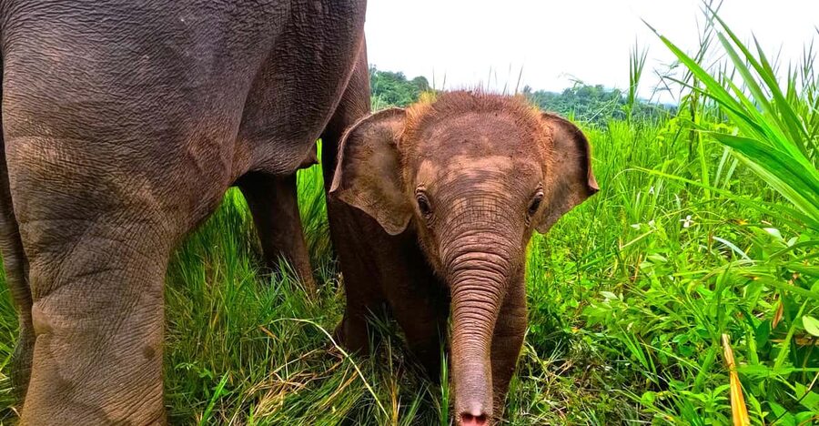 Full-day with CHIANGMAI ELEPHANT CARE and Sticky waterfall - A full day built around care, not elephant tricks