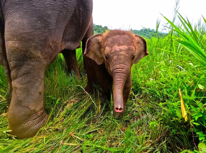 Full-day with CHIANGMAI ELEPHANT CARE and Sticky waterfall - Pickup from Chiang Mai and the road to Mae Taeng