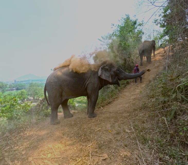 Full-day with CHIANGMAI ELEPHANT CARE and Sticky waterfall - Two hours with the elephants