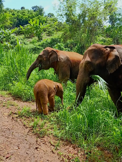 Full-day with CHIANGMAI ELEPHANT CARE and Sticky waterfall - Changing into the camp uniform