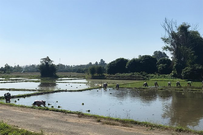 Half-day E-bike Countryside and rice paddies (flat land, GUIDED) - Rice paddies, orchards, and village life