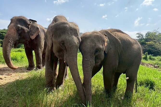 Half Day Elephant care and Whitewater Rafting Adventure - Who will enjoy this day most?