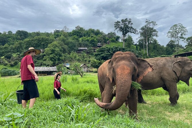 Half-Day Elephant Experience at Rantong - Meeting rescued elephants at Ran-Tong