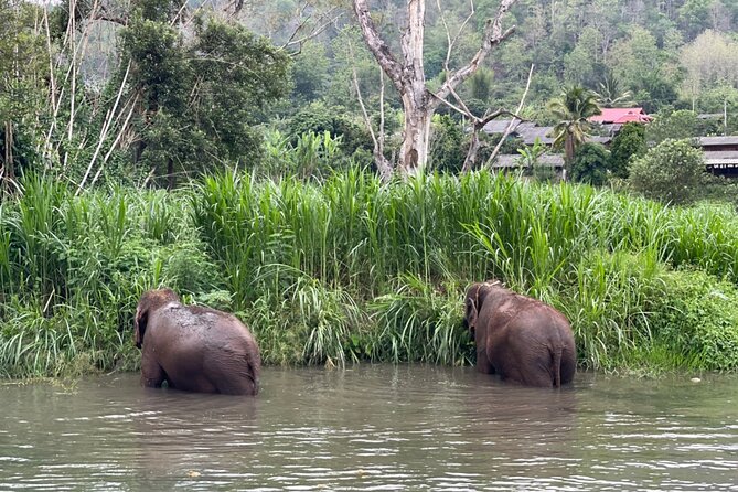 Half-Day Elephant Experience at Rantong - Feeding and walking beside the elephants