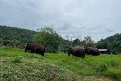 Half-Day Elephant Experience at Rantong