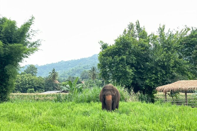 Half-Day Elephant Experience at Rantong - Bathing time is wet, muddy, and memorable