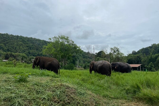 Half-Day Elephant Experience at Rantong - Making vitamins for older and injured elephants