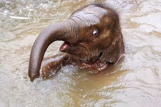 Half Day: Elephant Village Sanctuary - Meeting Elephants Through a Local Family